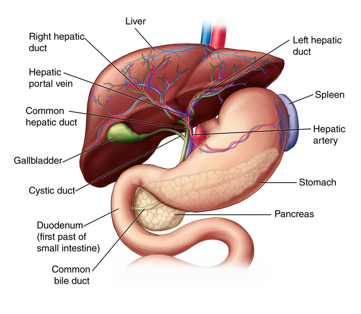 Liver