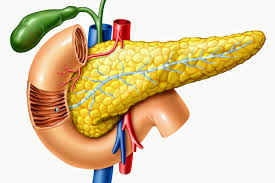 Pancreas