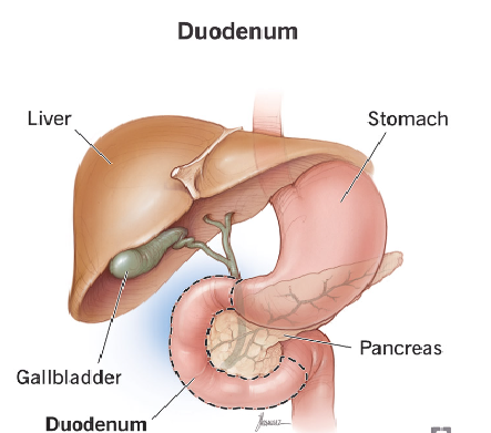 Stomach and Duodenum